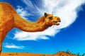 Side view closeup of wild isolated arabian dromedary neck and head in desert chewing food, Wahiba Sands, Oman