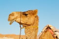 in oman empty free dromedary