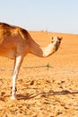 in oman empty free dromedary