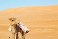 in oman empty quarter desert