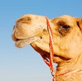 in oman empty quarter of desert a free dromedary near the sky