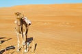 in oman empty quarter sky