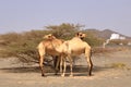 Oman, free walking camel near the street, beautiful barren landscape of mountains