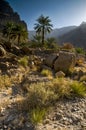 Oman mountains landscape & desert plants, dates palm trees, Oman , Hajar mountains
