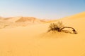 in oman old desert rub al khali the empty quarter and outdoor