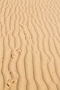 in oman the old line wave Royalty Free Stock Photo