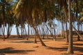 Oman: Palm trees in Salalah
