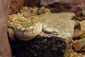 Oman saw-scaled viper (Echis omanensis) lying on a stone.