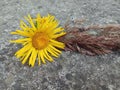 Oman tall Inula helenium L. lichen-covered concrete and grass