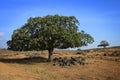 Oman: Trees in Dhofar Royalty Free Stock Photo