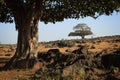 Oman: Trees in Dhofar Royalty Free Stock Photo