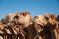 Bedouins camels Royalty Free Stock Photo