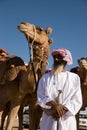 Bedouins camels