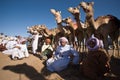 Bedouins camels Royalty Free Stock Photo