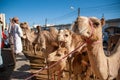 Bedouins camels Royalty Free Stock Photo