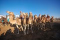 Bedouins camels Royalty Free Stock Photo