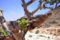 Omani frankincense tree