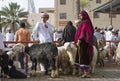 Omani lady at a Habta market with her goats