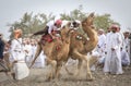 omani men getting ready to race their camels on a dusty countryside road Royalty Free Stock Photo