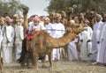 Omani men getting ready to race their camels on a dusty countrys