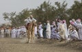 Omani men racing camels on dusty countryside road Royalty Free Stock Photo