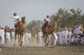 Omani men racing camels on dusty countryside road Royalty Free Stock Photo