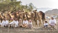 Omani men with their camels in a countryside Royalty Free Stock Photo