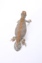 Omani spiny-tailed lizard (Uromastyx thomasi) Royalty Free Stock Photo