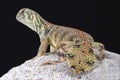 Omani spiny-tailed lizard (Uromastyx thomasi)