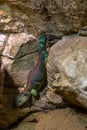 Omani Spiny-tailed Lizard Royalty Free Stock Photo