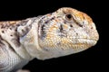 Omani Spiny-tailed Lizard (Uromastyx thomasi) Royalty Free Stock Photo