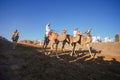 Omani traditional camels show