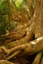 Ombu tree