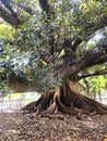 Ombu tree in Buenos Aires Argentina