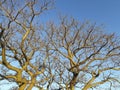 Ombu Tree at Park, Montevideo, Uruguay