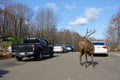 Large male elk and deer waiting beside the window of a passing car looking for food, at a nature park in Omega Parc, Quebec
