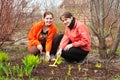 Omen resetting sprouts in bed at garden Royalty Free Stock Photo