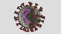 Omicron SARS-CoV-2 virus. Cross section with RNA and N-protein visible. Electron microscope enlargement size computer