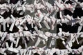 Omikuji at Shinto temple in Japan