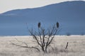 Ominous Bald Eagle Silhouettes on Dead Tree