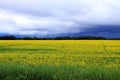 Ominous clouds over Field of Manitoba Canola in blossom Royalty Free Stock Photo