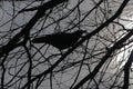 Ominous silhouette of black crow on black branches that foreshadows of crown virus, ray of sunshine in darkness