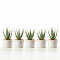 Ominous Vibes: Four Aloe Vera Plants In White Pots On White Background Royalty Free Stock Photo