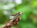 Ommatius Tibialis Famele, Robberfly mini