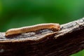 Ommatoiulus moreleti, commonly known as the Portuguese millipede, is a herbivorous millipede Royalty Free Stock Photo