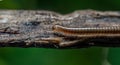 Ommatoiulus moreleti, commonly known as the Portuguese millipede, is a herbivorous Royalty Free Stock Photo