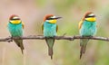 ÃÂ¡ommon bee-eater, Merops apiaster. Three beautiful birds sit on a thin branch