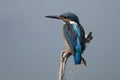 ÃÂ¡ommon kingfisher, Alcedo atthis. The bird sits on a beautiful branch above the river waiting for a fish