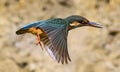 ÃÂ¡ommon kingfisher Alcedo atthis Royalty Free Stock Photo