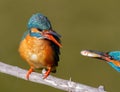 ÃÂ¡ommon kingfisher, Alcedo atthis. The male gives the fish to the female, grooms her